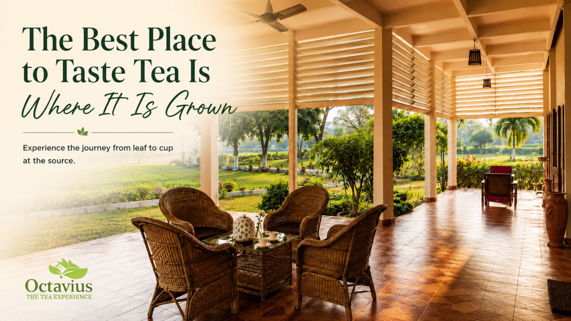 octavius tea resorts