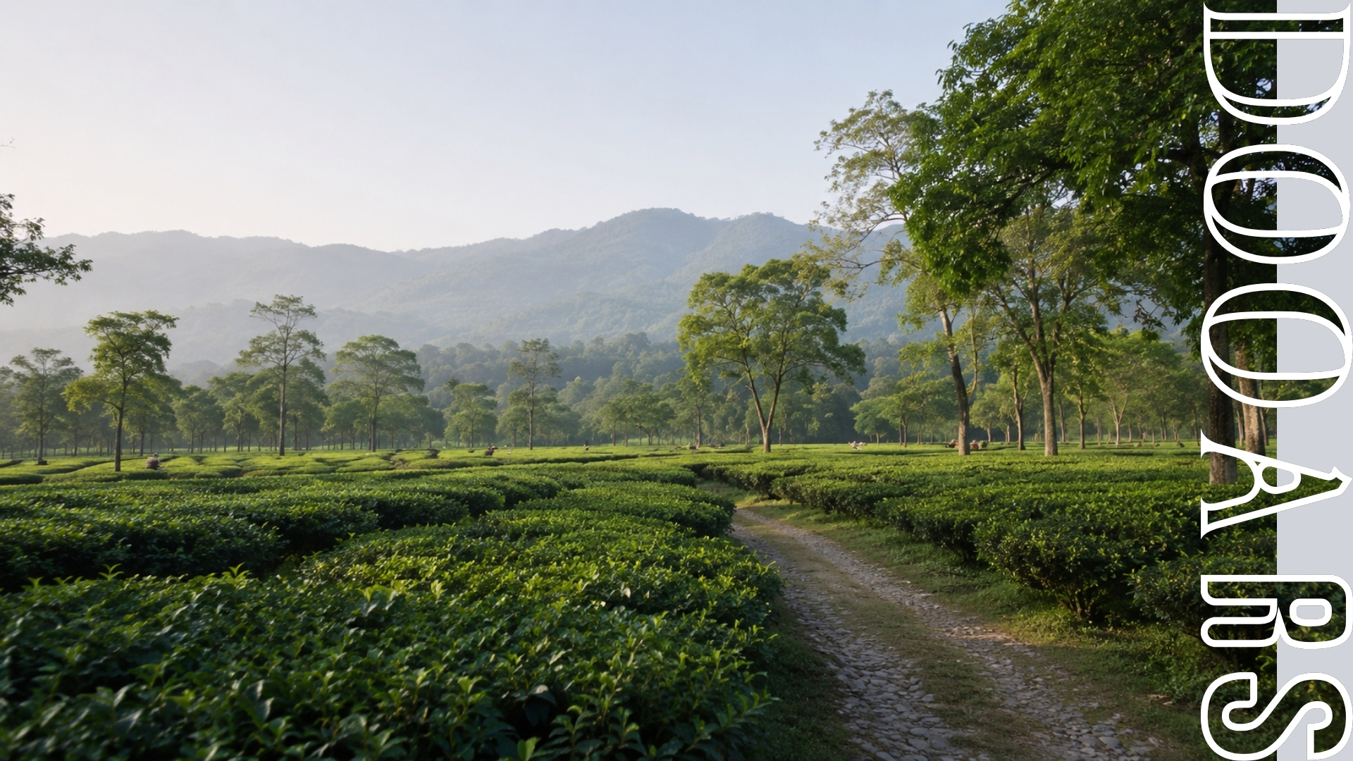 Dooars tea garden